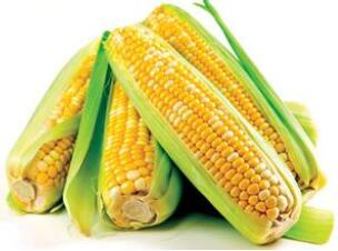 非转基因玉米
