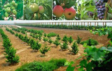 在绿色发展中做强现代农业